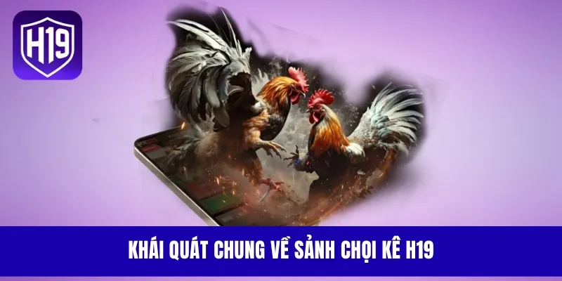 Khái quát chung về sảnh chọi kê H19