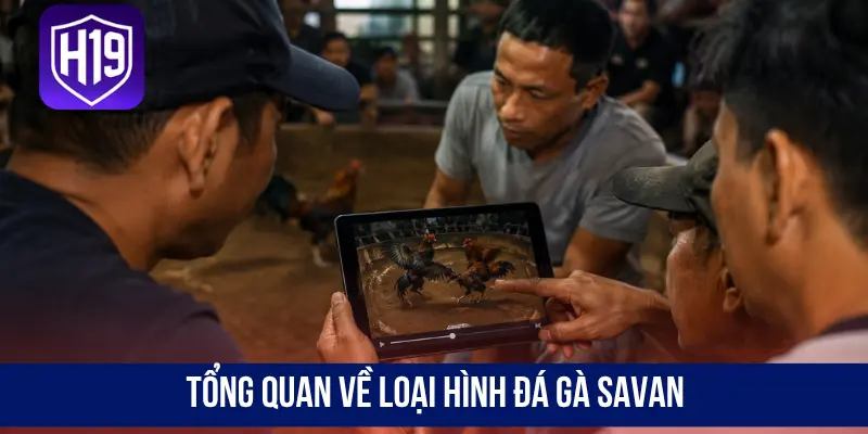 Tổng quan về loại hình đá gà Savan