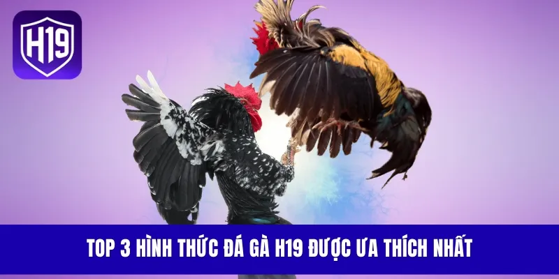 Top 3 hình thức đá gà H19 được ưa thích nhất